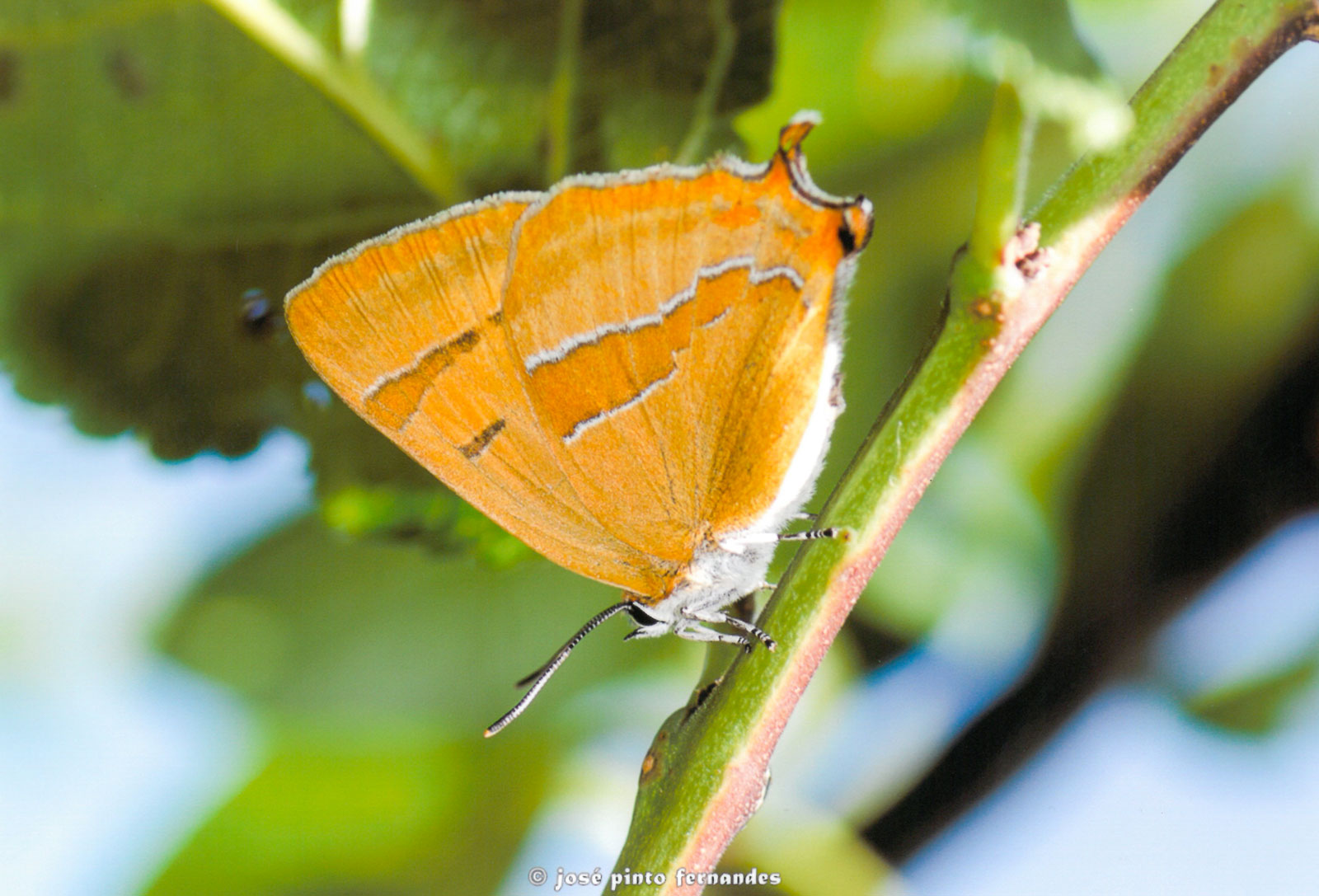 Borboleta rara fotografada pela primeira vez em Vila Real