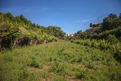 CÂMARA MUNICIPAL CRIA HORTAS URBANAS E AMPLIA PARQUE CORGO