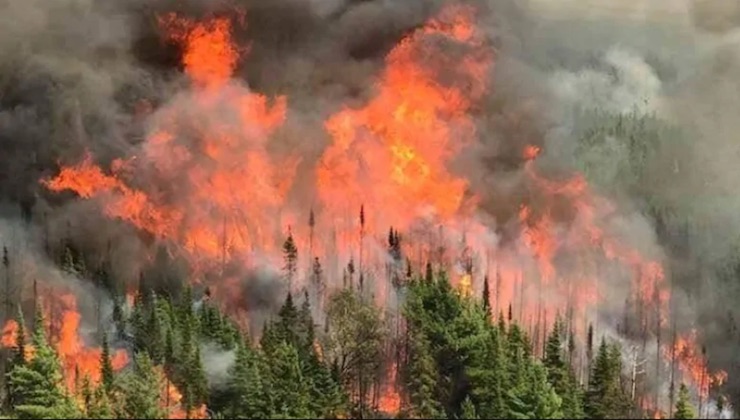 NOVO PLANO MUNICIPAL DE DEFESA DA FLORESTA CONTRA INCÊNDIOS