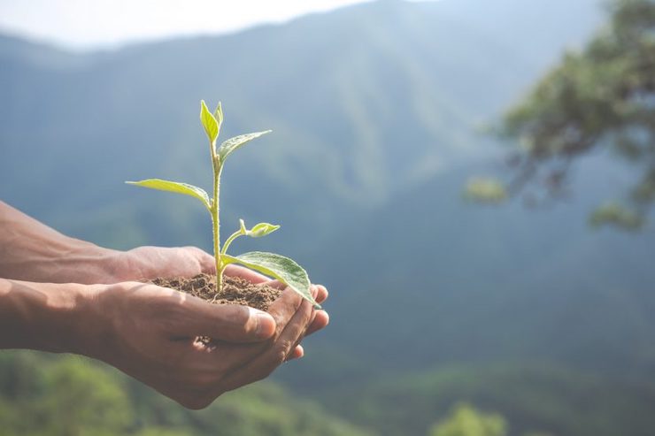 PROGRAMA FLORESTA COMUM | MUNICÍPIO DE VILA REAL REABILITA BALDIOS COM A PLANTAÇÃO DE MAIS 5000 ÁRVORES