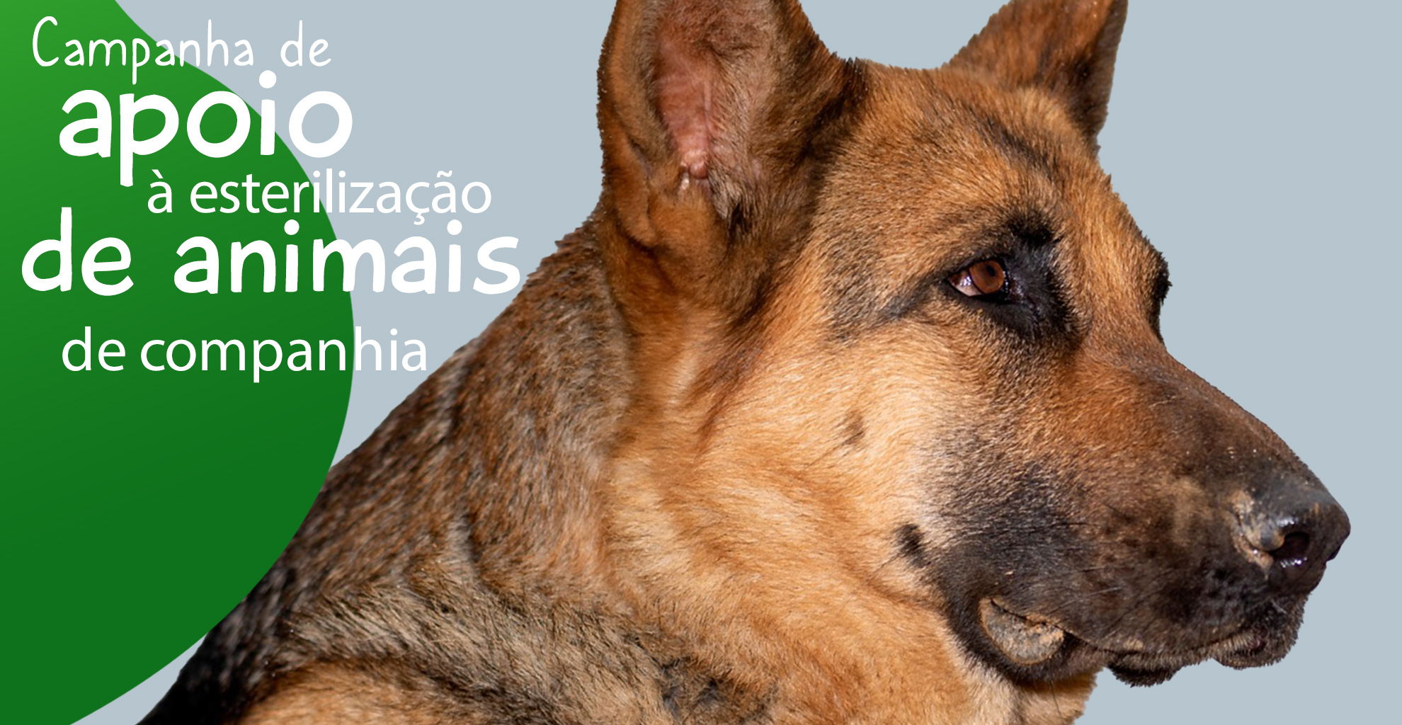 CAMPANHA DE APOIO À ESTERILIZAÇÃO DE CÃES E GATOS 2022